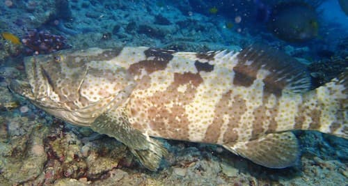 Goldspotted Rockcod