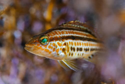 Goldspotted Sand Bass