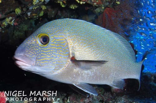 Goldspotted Sweetlips