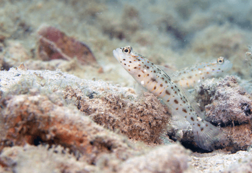 Goldstreaked Shrimpgoby