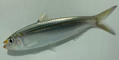Goldstripe Sardinella