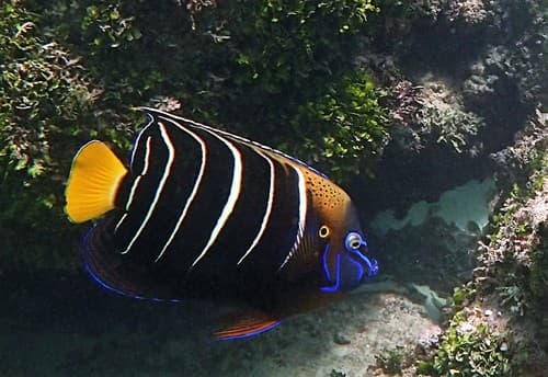 Goldtail Angelfish
