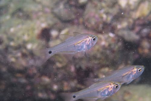 Gon's Cardinalfish