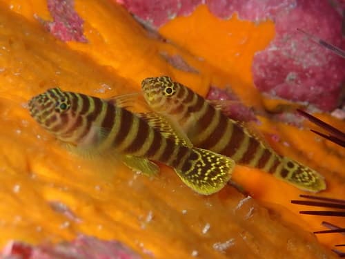 Gorogobius nigricinctus