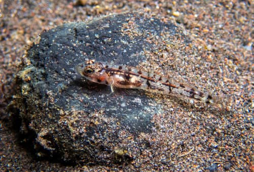 Bali Grallenia Goby