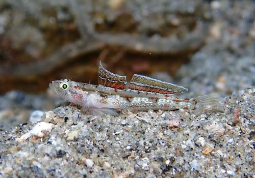 Ornate Goby