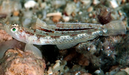 Red-lined Goby