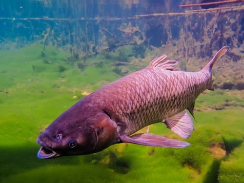 Grass Carp
