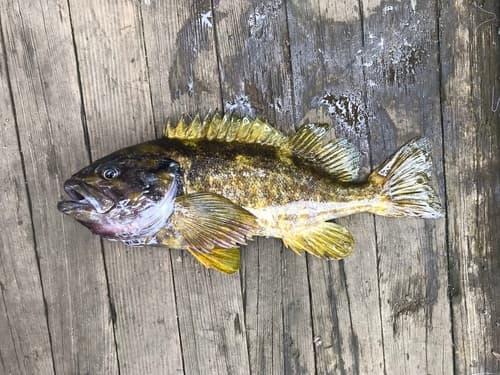 Gray Rockfish