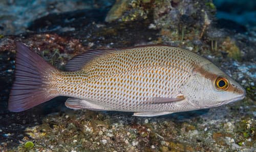 Gray Snapper