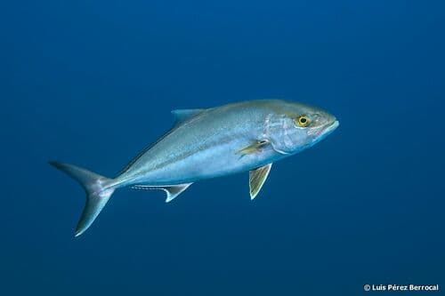 Greater Amberjack