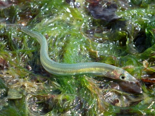 Greater sand-eel