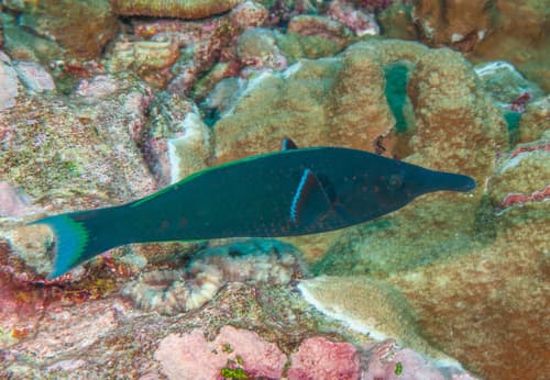 Green Bird Wrasse