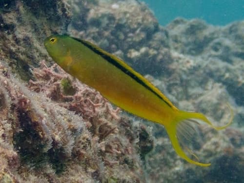 Green Canary Blenny