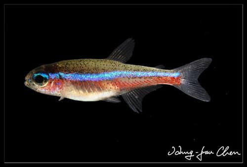 Green Neon Tetra