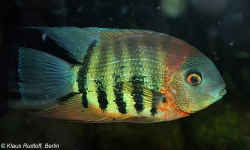 Green Severum Cichlid