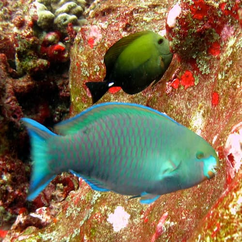 Green-snout Parrotfish
