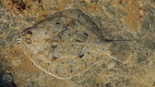 Greenback Flounder