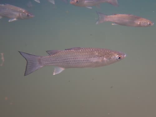 Greenback Mullet