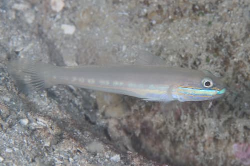 Greenband Glidergoby