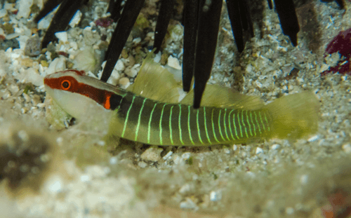 Greenband Goby