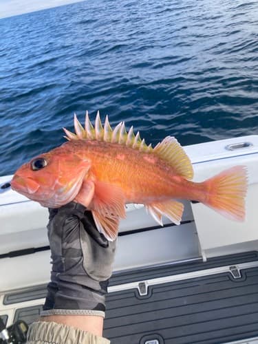 Greenblotched Rockfish