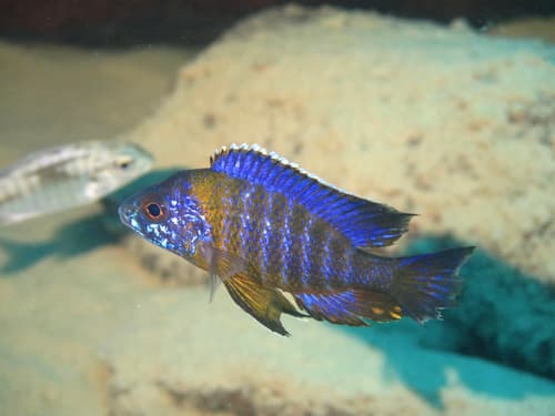 Greenface Peacock Cichlid