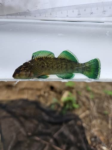 Greenfin Darter