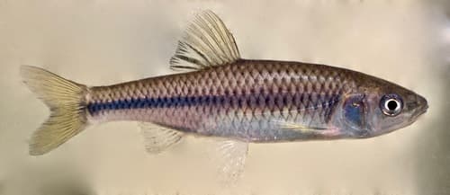 Greenfin Shiner