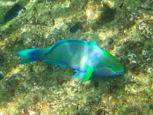 Greenhead Parrotfish