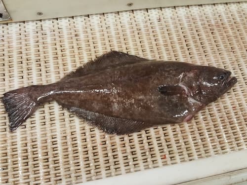 Greenland Halibut