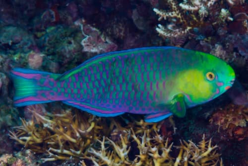 Greensnout Parrotfish