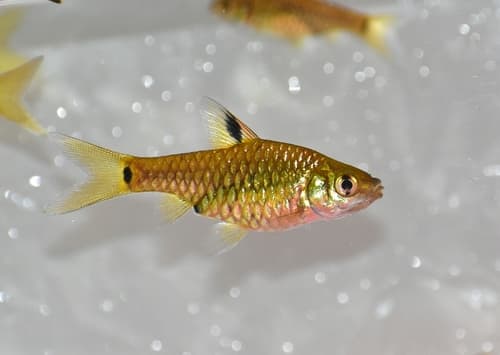 Greenstripe Barb