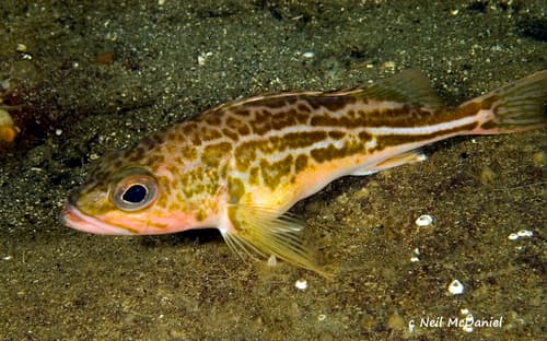 Greenstriped Rockfish