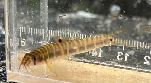 Grey-banded Loach