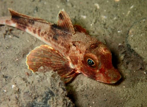 Grey Gurnard