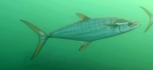 Grey Mackerel