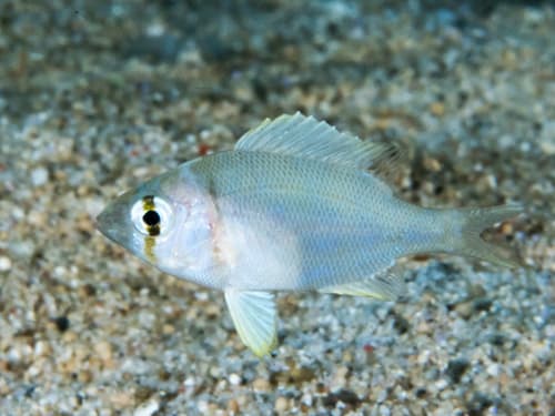 Grey Seabream