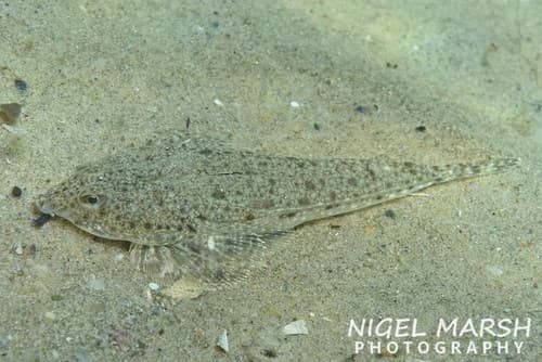 Grey-spotted Dragonet