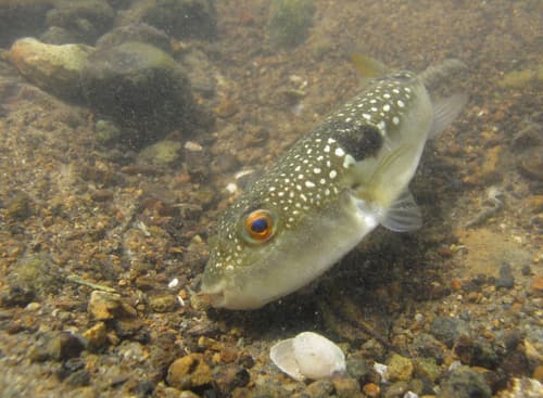 Grey-spotted Puffer