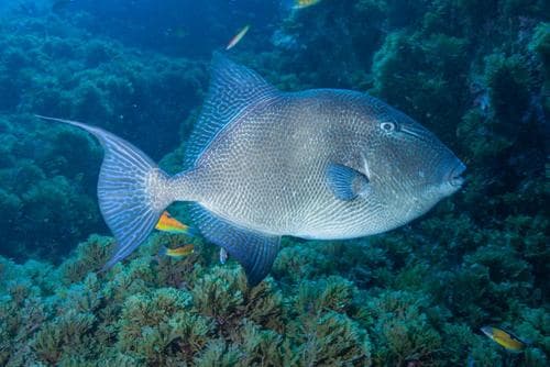 Grey Triggerfish
