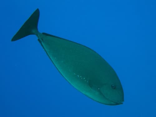 Grey Unicornfish