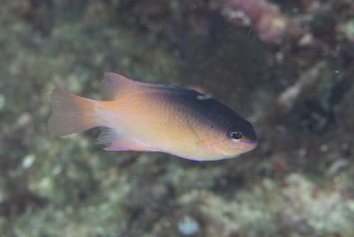 Greyback Damselfish