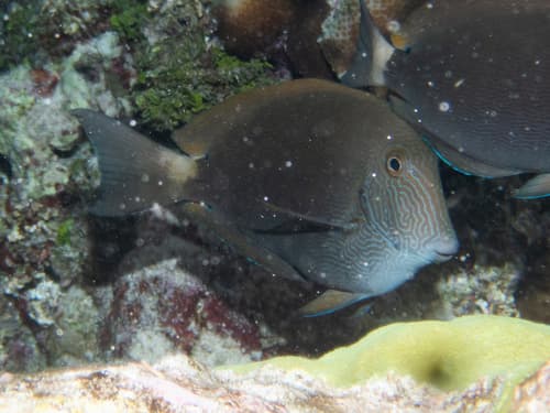 Greyhead Surgeonfish