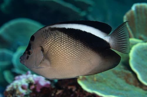 Griffis' Angelfish
