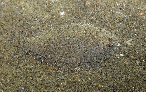 Grohmann's Scald-fish