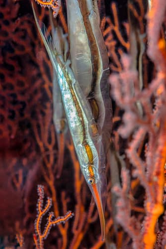 Grooved Razorfish