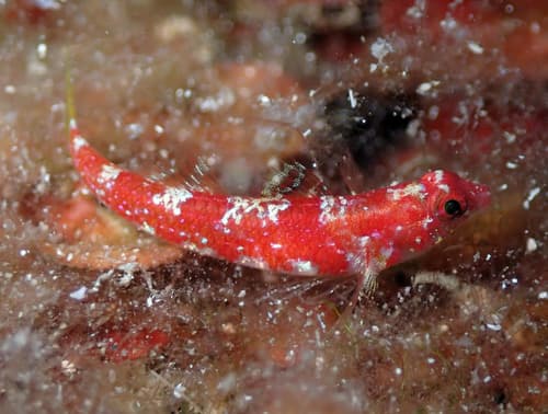 Grotto Goby