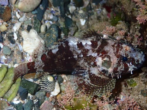 Guam Scorpionfish