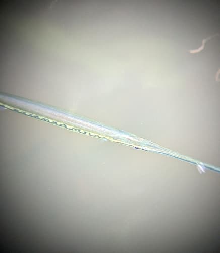 Guianan Needlefish